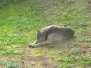 A Wolf At McInnes