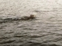 Wolves Swimming