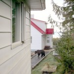 The Bear right between the houses.