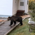 Bear between houses Bear between houses