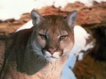 cougar
