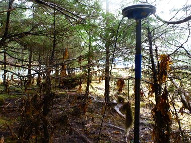 debris in trees