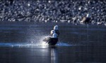 EaglesBathing