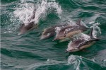 dolphins-150x150
