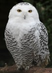 Snowy_Owl_-_Schnee-Eule