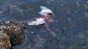 800_octo_eats_seagul_120503