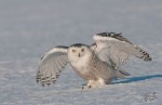 snowy owl snowy owl