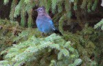 Stellar jay - photo retlkpr Stellar jay - photo retlkpr