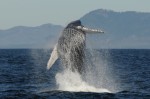 A humpback whale breaching off the west coast of Vancouver Island humpback whale