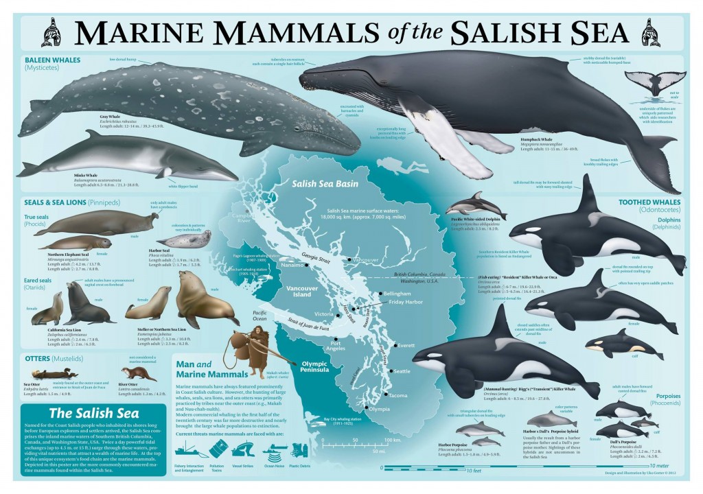 Marine Mammals of the Salish Sea