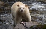 Spirit Bear -  Jonathan Hayward, The Canadian Press